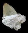 Gemmy, Twinned Calcite Crystal on Barite - Tennessee #33807-2